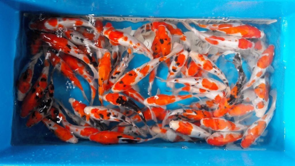 budidaya-ikan-koi-di-kolam-terpal