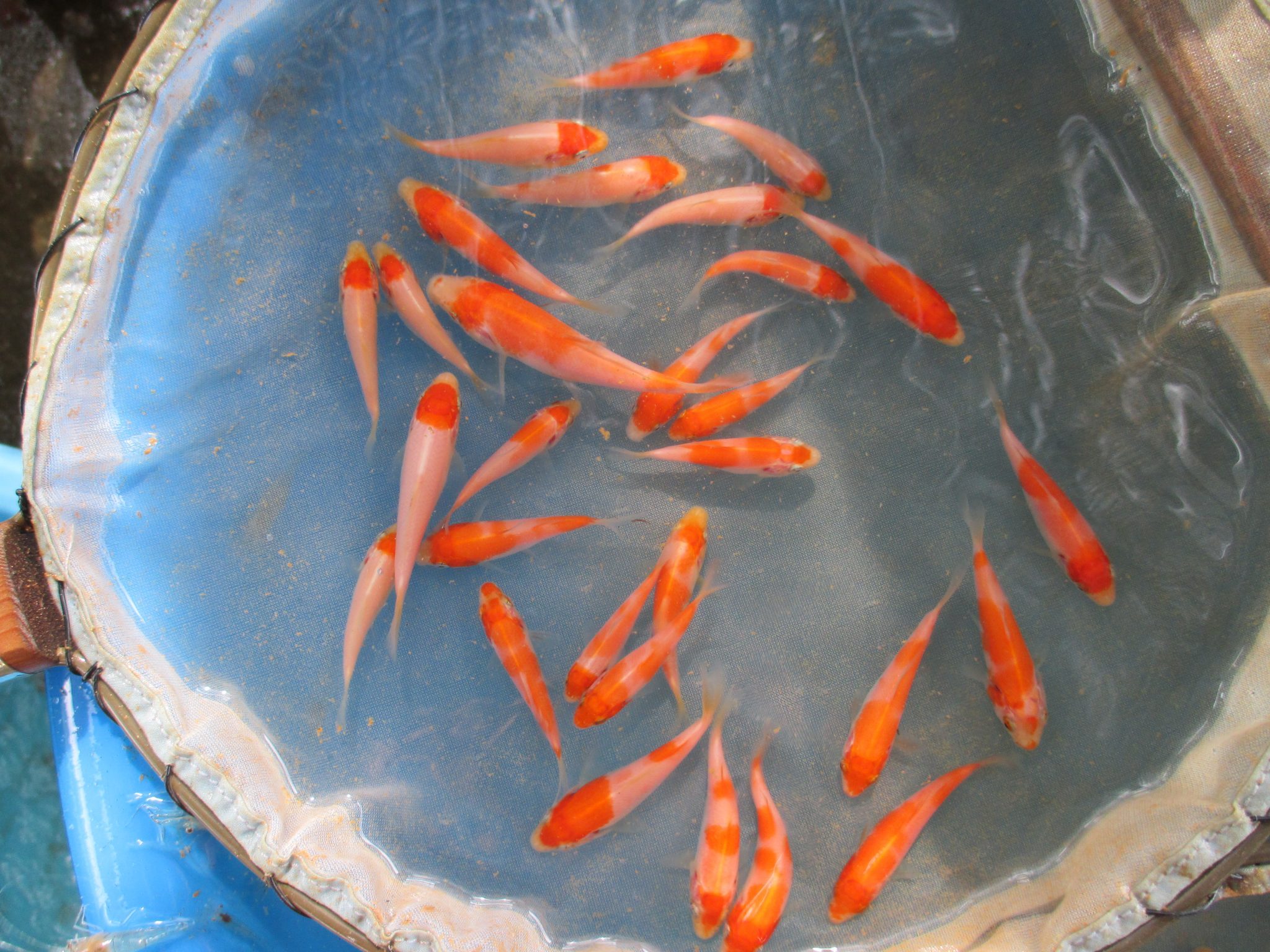 cara-merawat-bibit-ikan-koi-kecil