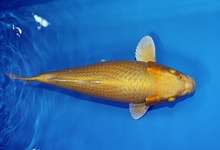 ikan-koi-ogon-yamabuki1