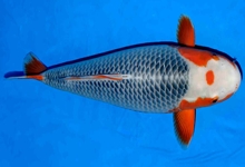 ikan-koi-shusui-asagi2