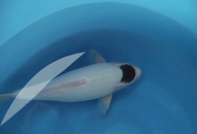 ikan-koi-tancho-goromo1