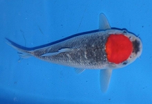 ikan-koi-tancho-goshiki3