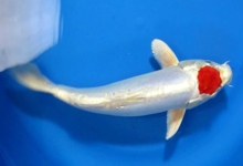 ikan-koi-tancho-kikusui2