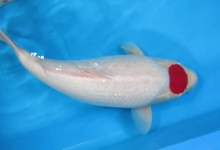ikan-koi-tancho-kohaku3