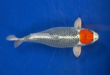 ikan-koi-tancho-kujaku2