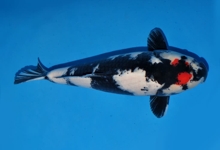 ikan-koi-tancho-showa1